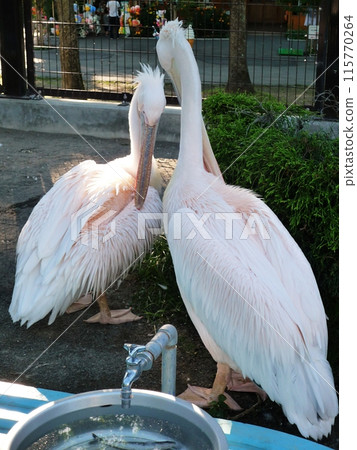 Obihiro Zoo Pelican House 115770264