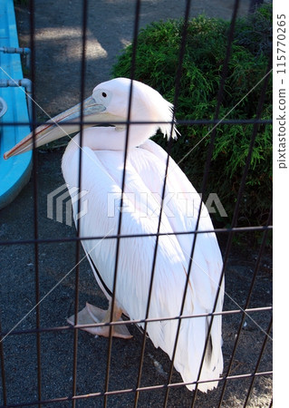 Obihiro Zoo Pelican House 115770265