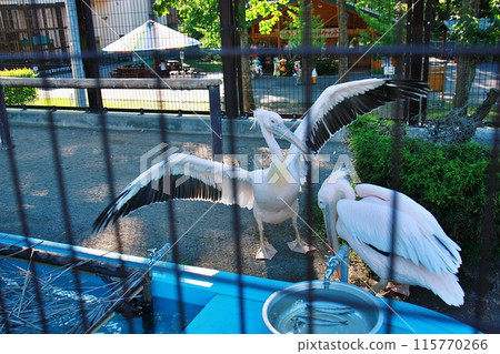 帶廣動物園鵜鶘館 帶廣動物園鵜鶘館 115770266