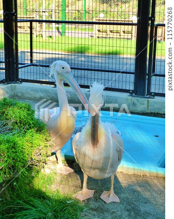 Obihiro Zoo Pelican House 115770268
