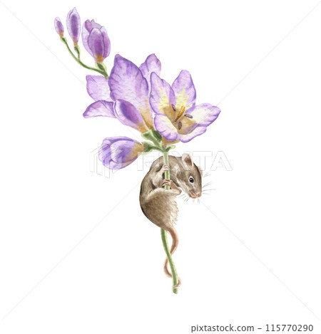 Mouse on a freesia flower branch. Watercolor illustrations of animals. Cute animals for invitations, greeting cards, baby showers and other celebrations. For printing stickers. Drawing of mammals. 115770290