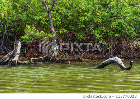 Mangrove vegetation and roots Mangrove vegetation and roots 115770328