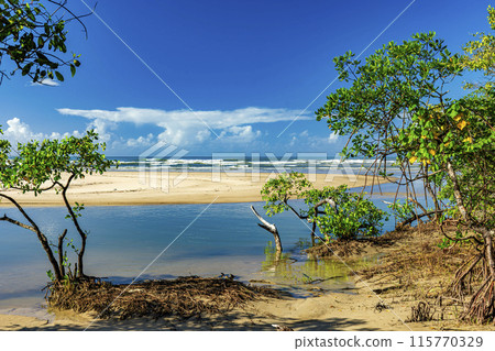 Meeting between the mangrove, river and sea Meeting between the mangrove, river and sea 115770329