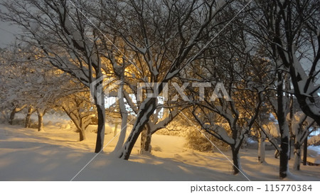 公園因大雪而失去道路 115770384