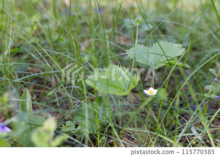 A young sprout of strawberries with a small flower in a forest. 115770385