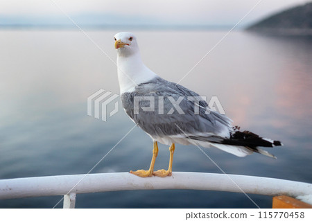 Large seagull on sunset sky background 115770458