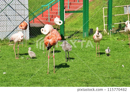 帶廣動物園火烈鳥屋風景 115770482