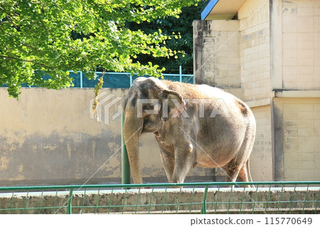 印度象(帶廣動物園) 印度象(帶廣動物園) 115770649