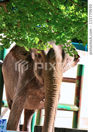 印度象(帶廣動物園) 印度象(帶廣動物園) 115770650