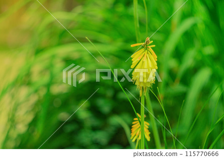 Photo with colorful flowers on a blurred green background of plants with long leaves. The atmosphere of a warm summer garden. Photo with colorful flowers on a blurred green background of plants with long leaves. The atmosphere of a warm summer garden. 115770666