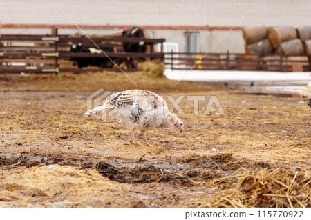 Turkey farm, turkey close-up, turkey rearing concept. Selective focus Turkey farm, turkey close-up, turkey rearing concept. Selective focus 115770922