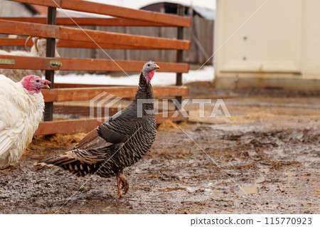 Turkey in the village selective focus. Poultry farm, suburban wildlife Turkey in the village selective focus. Poultry farm, suburban wildlife 115770923