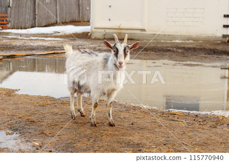 Goat on a farm, showcasing a typical scene in agriculture. 115770940