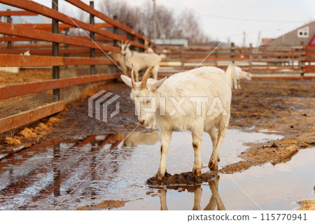 Goat are standing inside a pen on a farm, with each goat looking towards the camera. 115770941