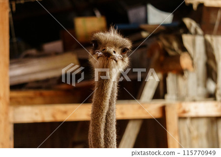 Ostrich stands tall on a wooden fence, surrounded by snow, at an ostrich farm in a serene winter setting. Ostrich stands tall on a wooden fence, surrounded by snow, at an ostrich farm in a serene winter setting. 115770949