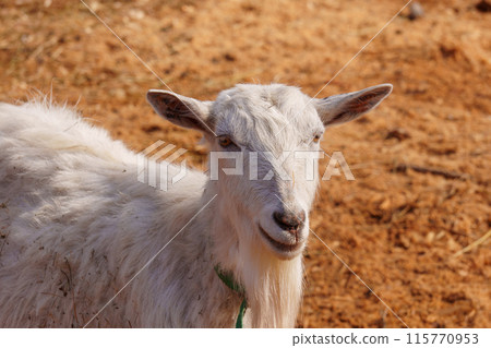 Close-up view of a curious goat surrounded by wooden fencing in a rustic pen. 115770953