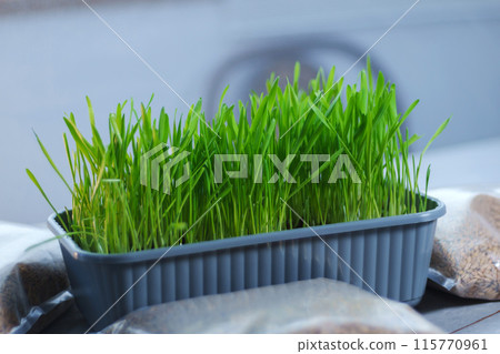 Two bags filled with cat grass sit atop a wooden table. Two bags filled with cat grass sit atop a wooden table. 115770961