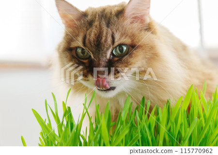 Cat is peacefully nibbling on a patch of vibrant green grass, possibly as a way to aid its digestion. Cat is peacefully nibbling on a patch of vibrant green grass, possibly as a way to aid its digestion. 115770962