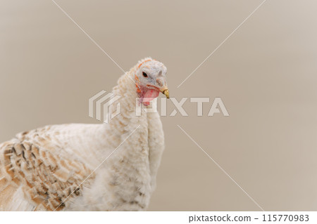 Rural countryside landscape with broad breasted domestic turkey. 115770983