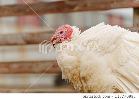 Turkey in the village selective focus. Poultry farm, suburban wildlife 115770985