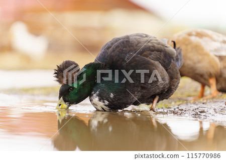 Graceful duck stands elegantly on top of a small puddle of water on farm 115770986