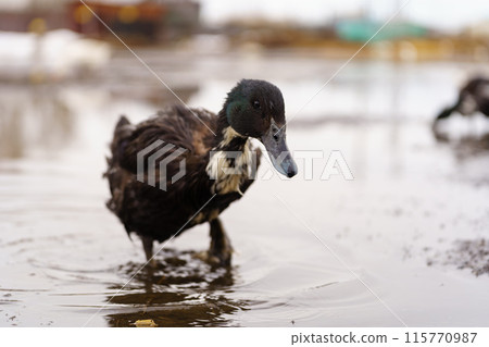 Graceful duck stands elegantly on top of a small puddle of water on farm Graceful duck stands elegantly on top of a small puddle of water on farm 115770987