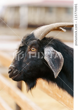 Goats on farm look peaceful and content in their enclosed environment. Selective focus Goats on farm look peaceful and content in their enclosed environment. Selective focus 115770991