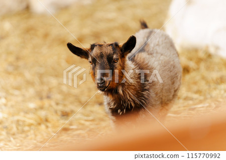Goats on farm look peaceful and content in their enclosed environment. Selective focus Goats on farm look peaceful and content in their enclosed environment. Selective focus 115770992