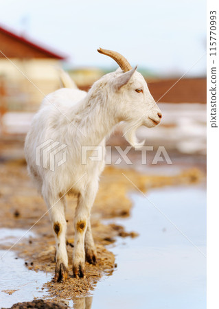 Goat on farm look peaceful and content in their enclosed environment. Selective focus. Vertical photo 115770993