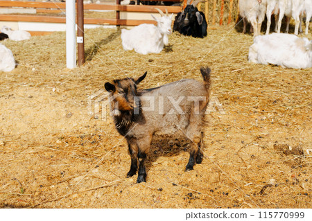 Goat on farm look peaceful and content in their enclosed environment. Selective focus. 115770999