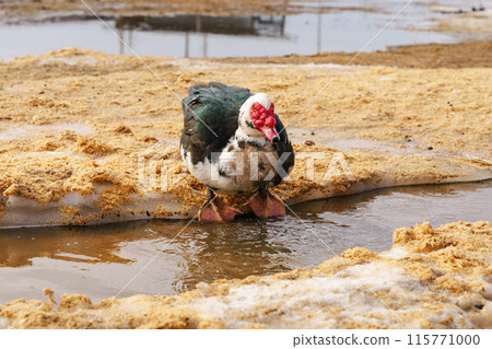 Muscovy ducks standing next to each other on a farm, selective focus Muscovy ducks standing next to each other on a farm, selective focus 115771000