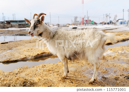Graceful White Goats Freely Roaming on terrain on farm. Selective focus Graceful White Goats Freely Roaming on terrain on farm. Selective focus 115771001