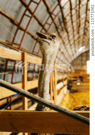 Ostrich stands tall and proud in a traditional barn setting, showcasing its impressive size and unique features. 115771002
