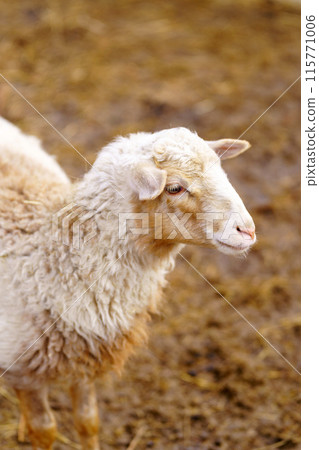 Sheep peacefully stands surrounded by golden hay in a farm pen, showcasing a serene and idyllic rural scene. Vertical photo 115771006