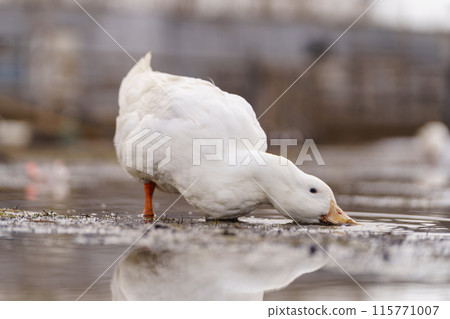 Duck gracefully submerges its head into the water, showcasing its elegant movements on farm 115771007