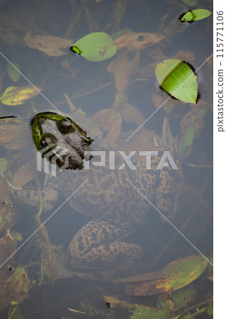 牛蛙從水中窺視 115771106