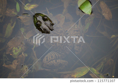 牛蛙從水中窺視 115771107