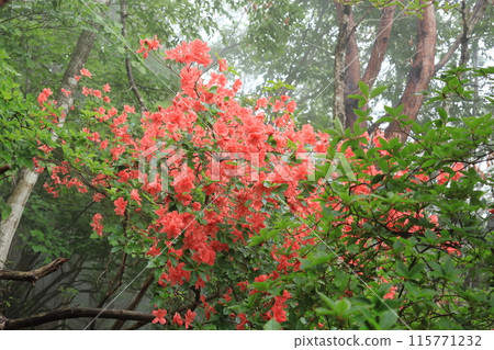 Yamazawa azalea flower Yamazawa azalea flower 115771232