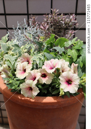 Petunia and leaf planting 115771485