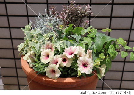 Petunia and leaf planting 115771486