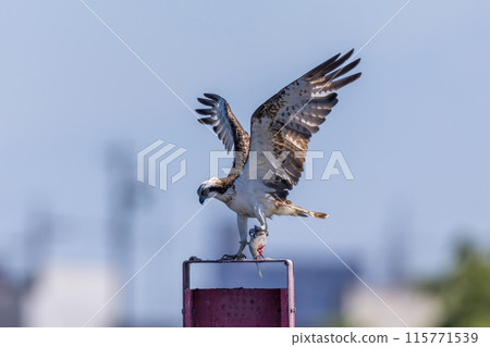 An osprey catches a fish and sits on an iron pole in the river 115771539