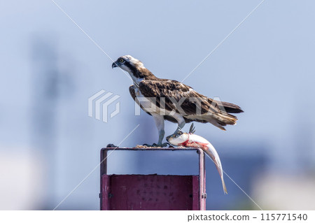 An osprey catches a fish and sits on an iron pole in the river An osprey catches a fish and sits on an iron pole in the river 115771540