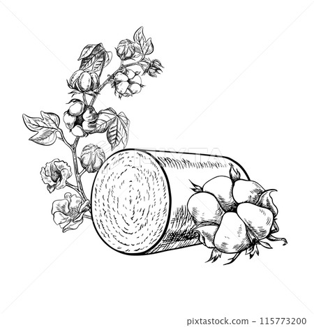 A high-yield roll of harvested organic cotton with cotton plants. Black and white, detailed, graphic, vector illustration. Isolate, hand-drawn on a white background. For the textile industry. 115773200