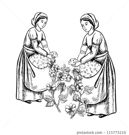 Cotton pickers by hand. Black and white, detailed, graphic, vector illustration. Beautiful women picking cotton with their own hands. Isolate, hand-drawn on a white background. Cotton pickers by hand. Black and white, detailed, graphic, vector illustration. Beautiful women picking cotton with their own hands. Isolate, hand-drawn on a white background. 115773210