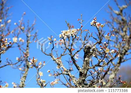 Refreshing white plum blossoms 115773386