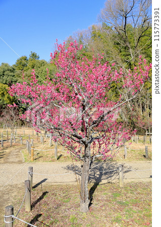 Pink plum blossoms Pink plum blossoms 115773391