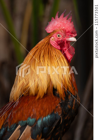 Vertical portrait of Rooster.Selective focus. Vertical portrait of Rooster.Selective focus. 115773501