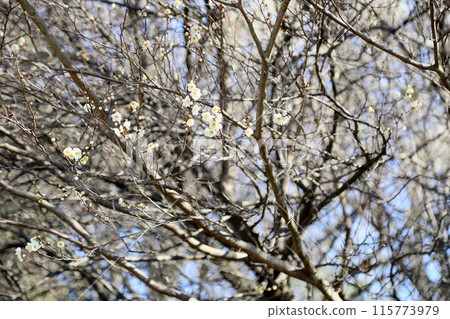 Refreshing white plum blossoms 115773979