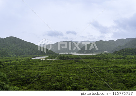 Amami Oshima Sumiyo Mangrove Forest 115775737