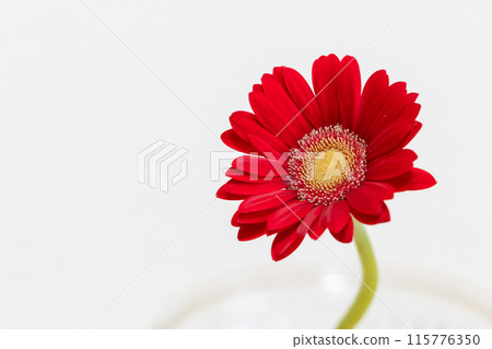 鮮紅色非洲菊禮物 115776350